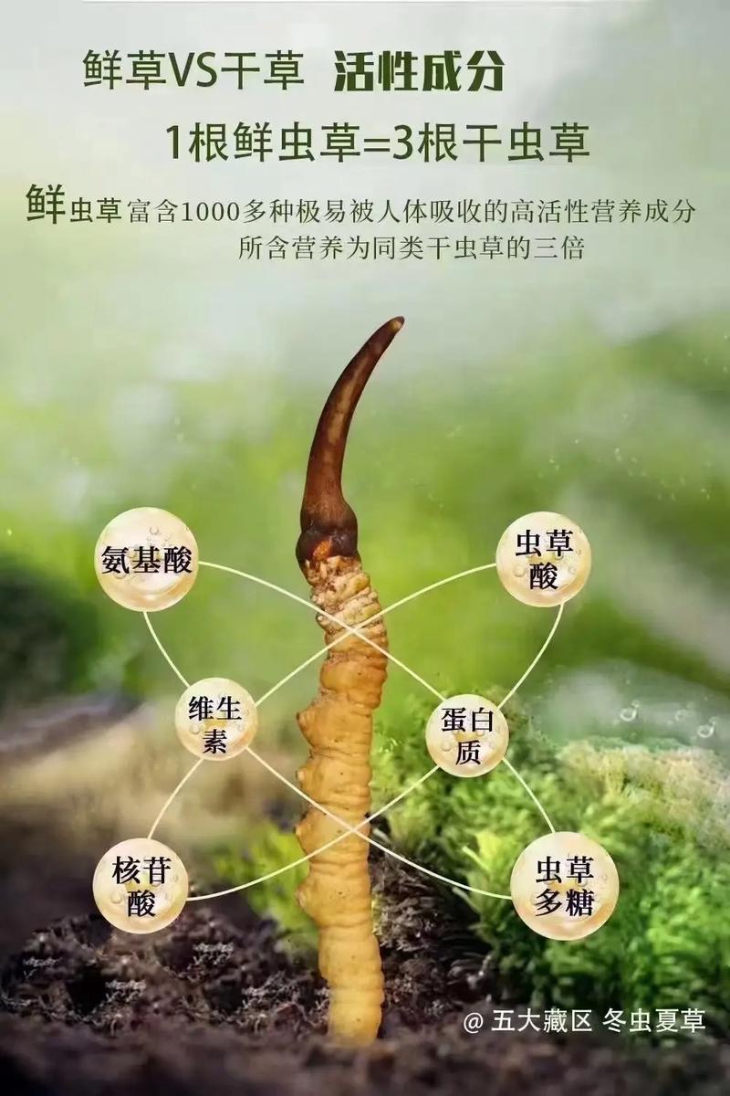 脑梗可以吃冬虫夏草吗