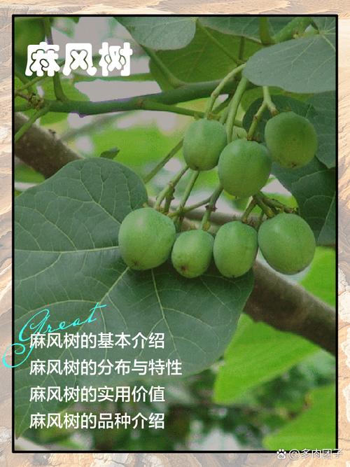 麻叶果能吃风湿麻木吗