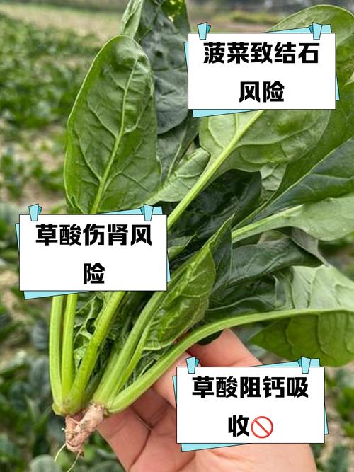 风湿关节炎能吃菠菜吗