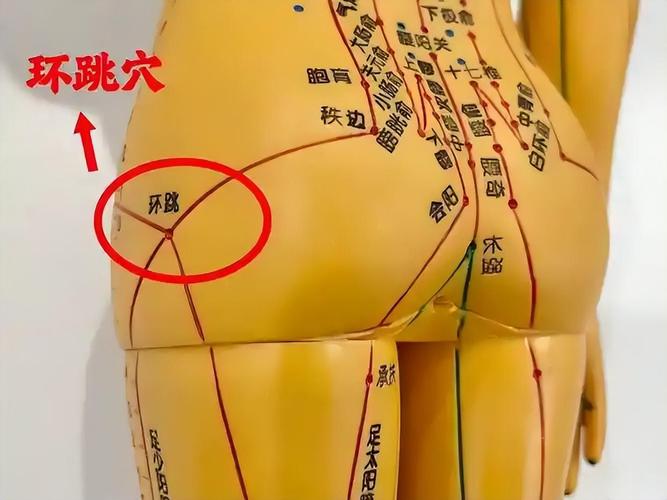 膝盖穴位图 环跳穴