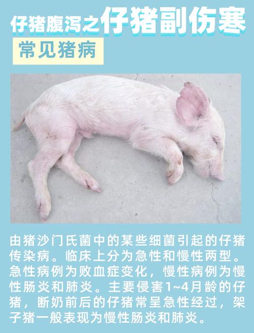 猪得风湿怎么治疗方法