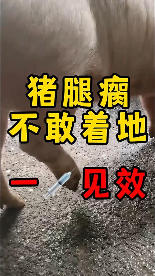 猪得风湿怎么治疗方法
