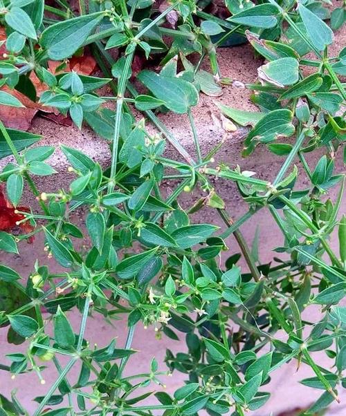 茜草怎么吃能治类风湿