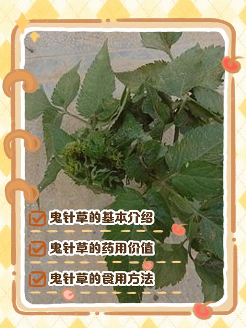 鬼针草治风湿关节炎吗