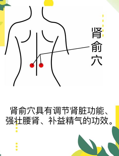 人体腰部穴位肾俞穴