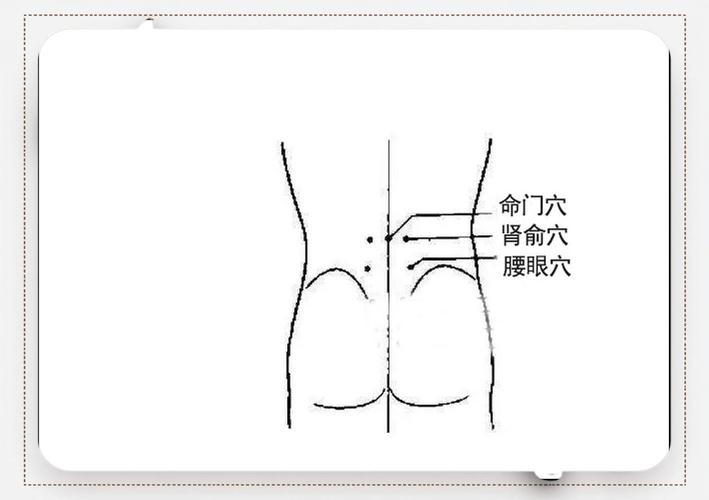 人体腰部穴位肾俞穴