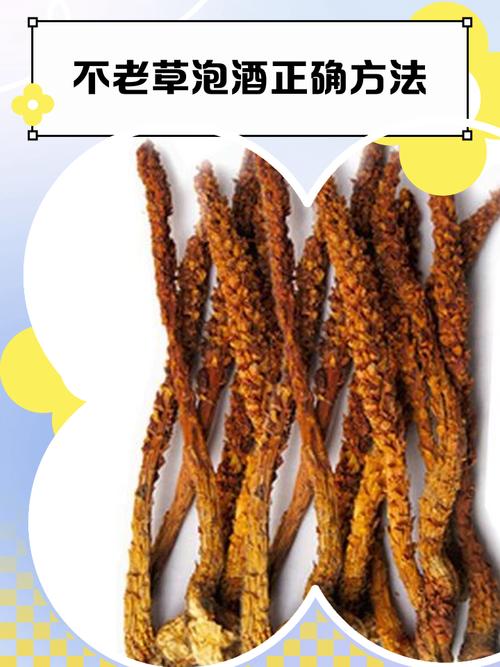 藏药不老草治脑梗好吗