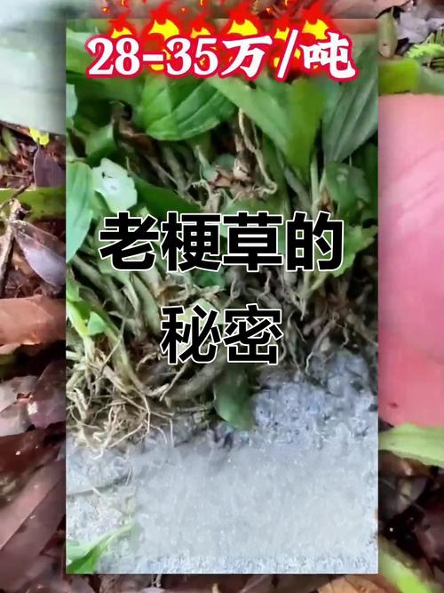 藏药不老草治脑梗好吗