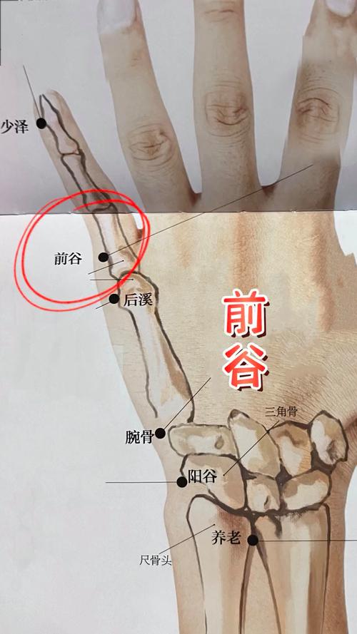 人体粗前谷穴位疼痛