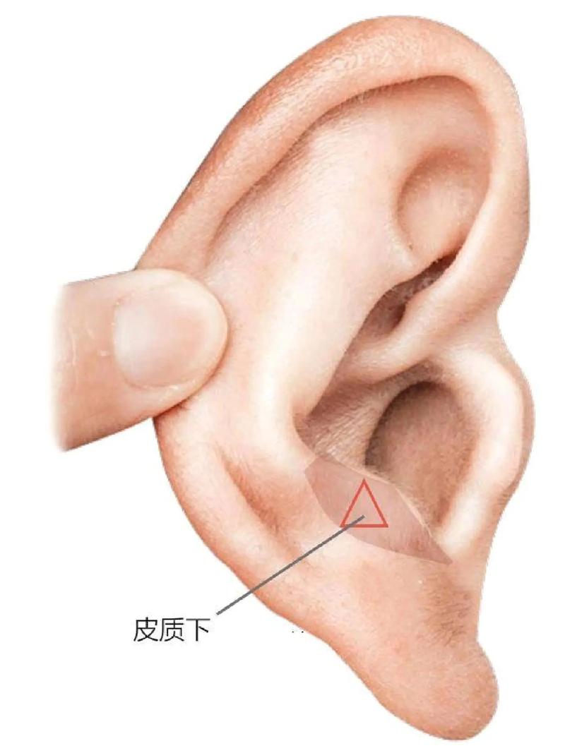 耳朵下边叫什么穴位