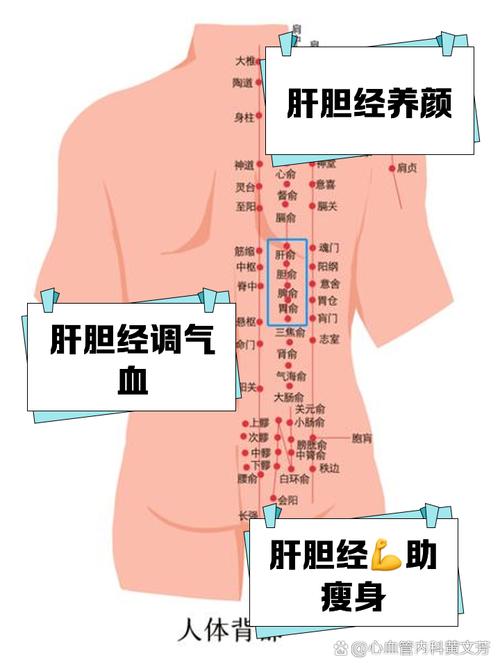 肝胆穴位在人体哪里