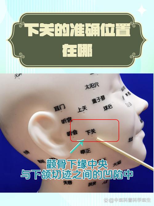 鼻孔下方的穴位名称