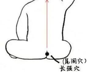 尾巴根部是什么穴位