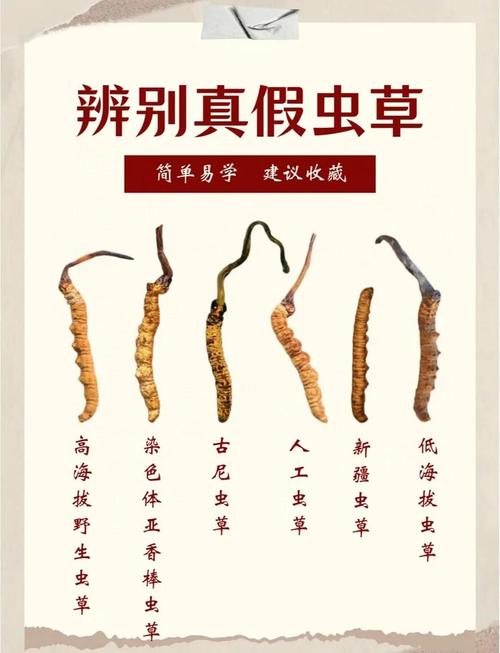 风湿免疫病能用虫草吗