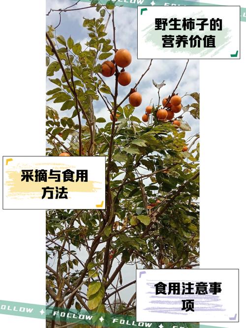 脑梗病人可以吃柿子吗