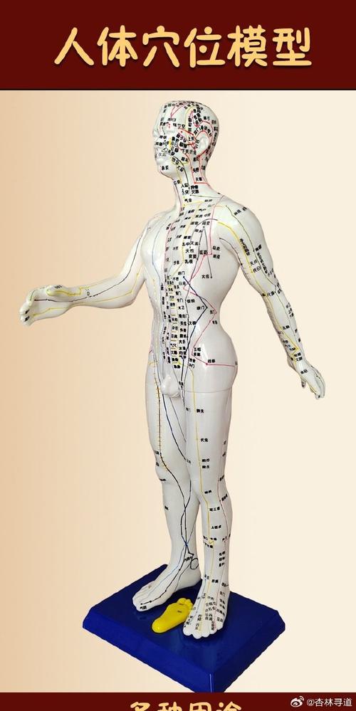 人体常用穴位参照表