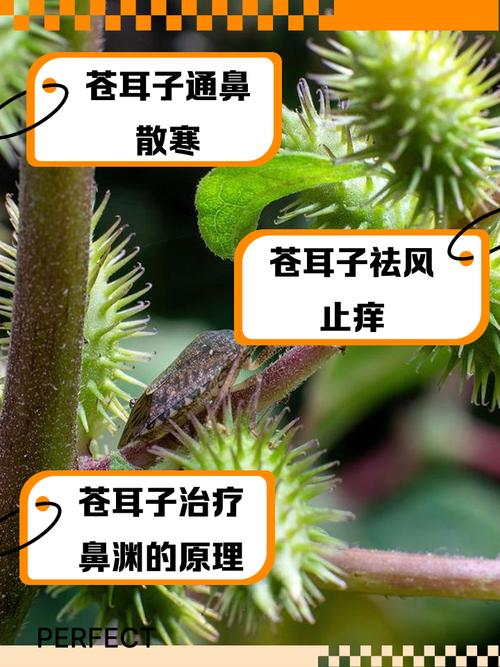 苍耳子可以治疗风湿吗