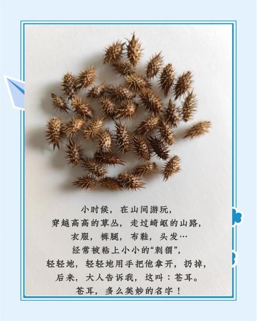 苍耳子可以治疗风湿吗