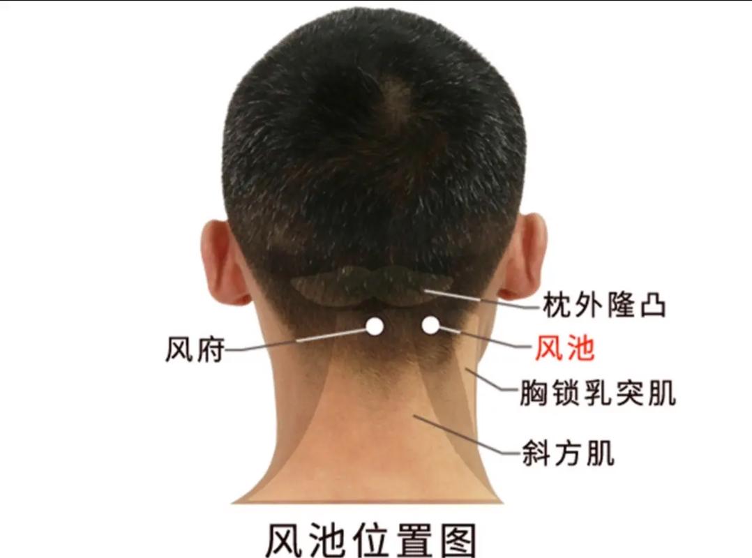 风池穴位图功效作用