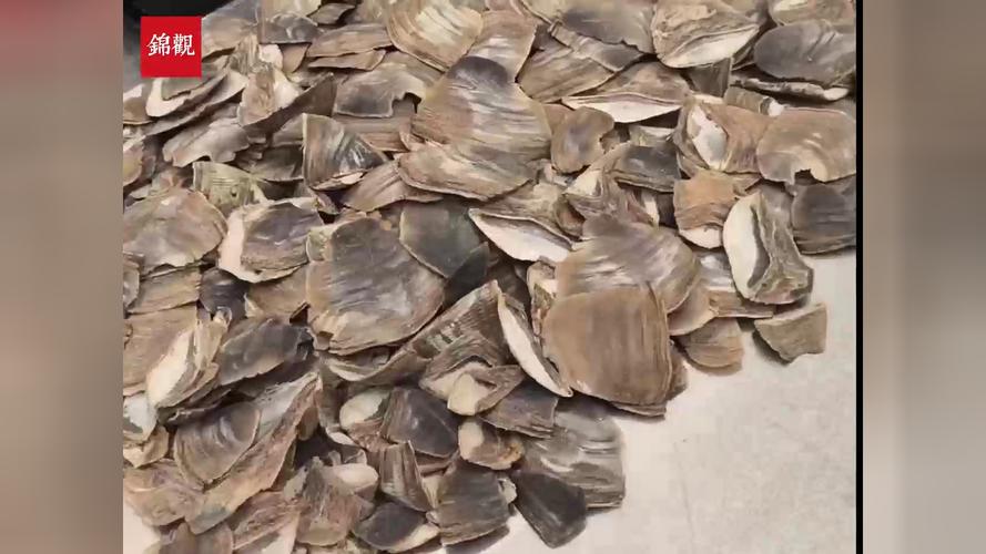 穿山甲鳞片治疗类风湿