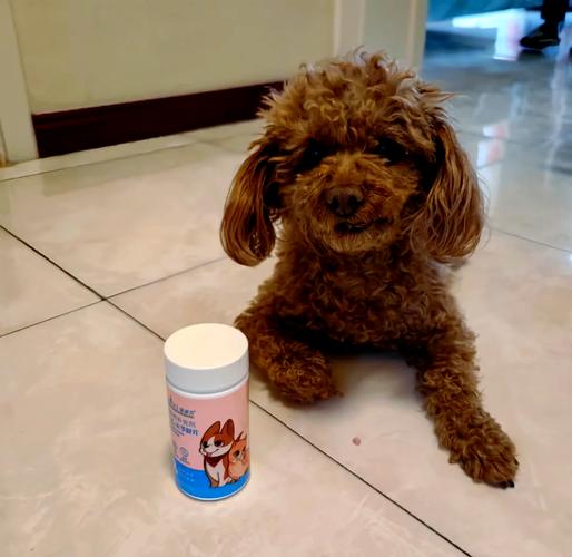 狗得关节风湿用什么药