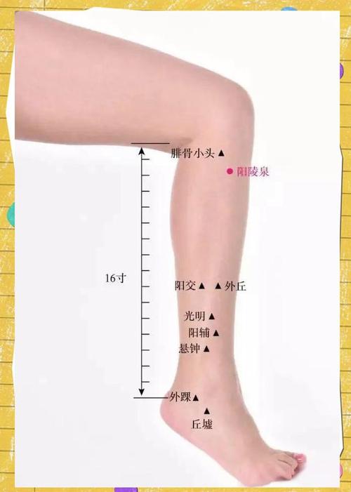腿肚外侧是什么穴位