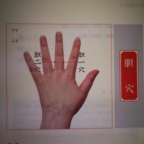 手掌对应的胆囊穴位
