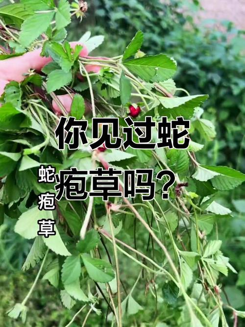 为什么泡蛇可以治风湿