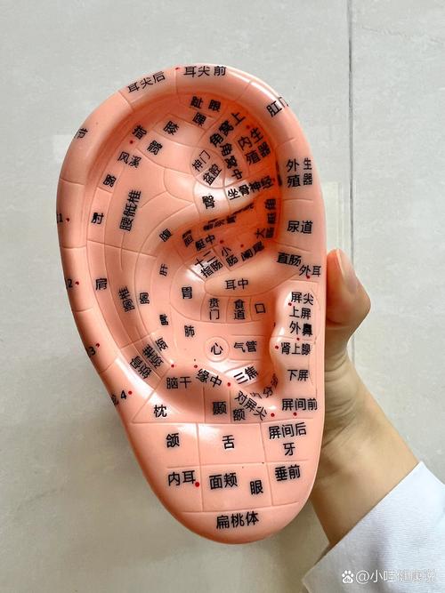 儿童耳针贴什么穴位