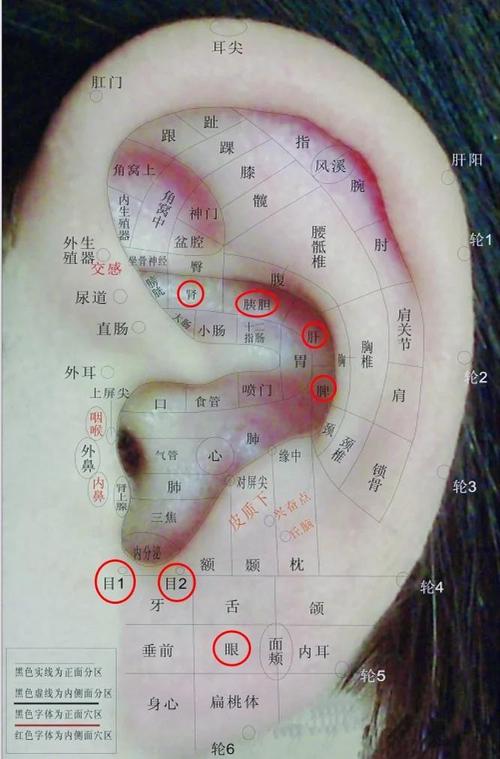 脚底对应的耳朵穴位