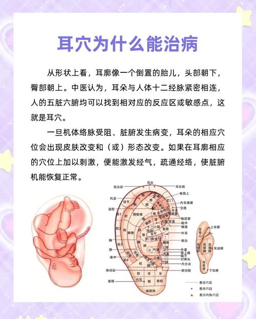 控制食欲的耳朵穴位