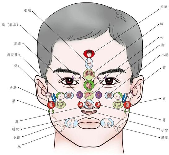 脸上穴位对应内脏图