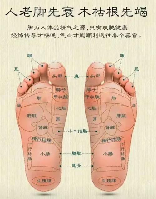 脚底肾上腺的穴位疼