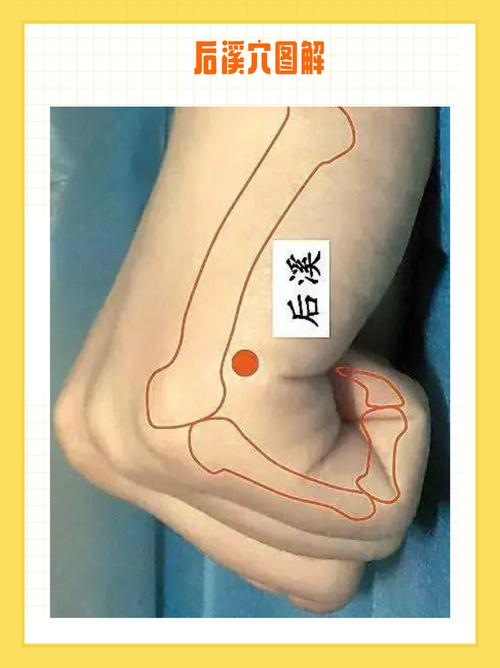 穴位 后溪等的位置