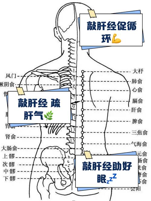 哪里的穴位对应肝胆