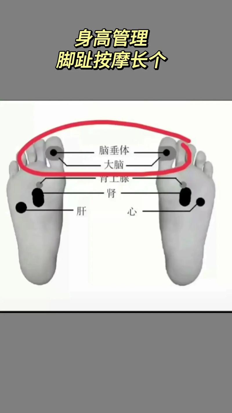 足部脚底脑垂体穴位