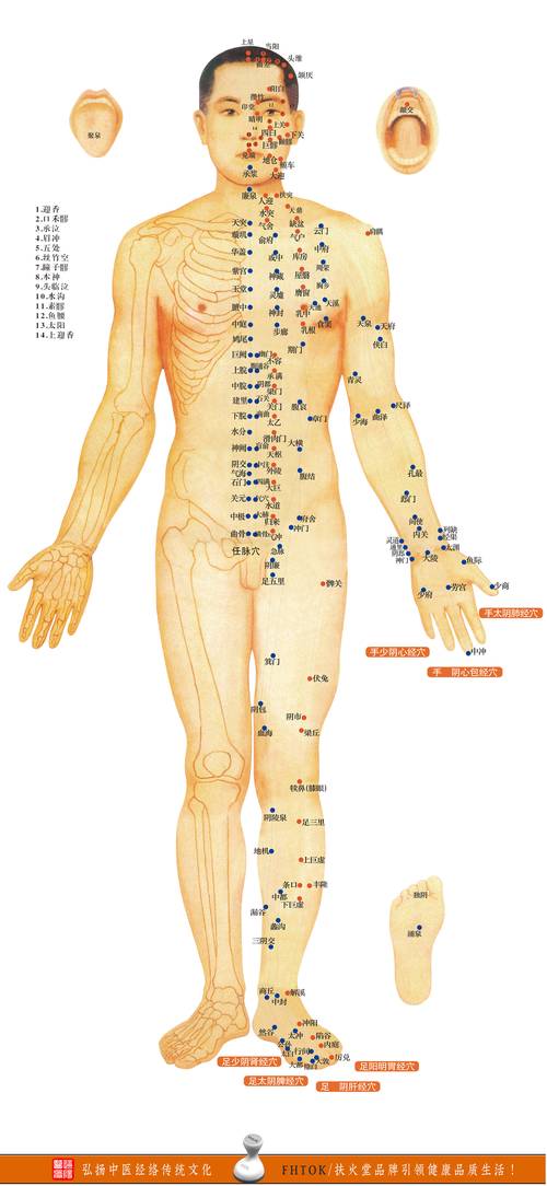 怎样找人体穴位位置