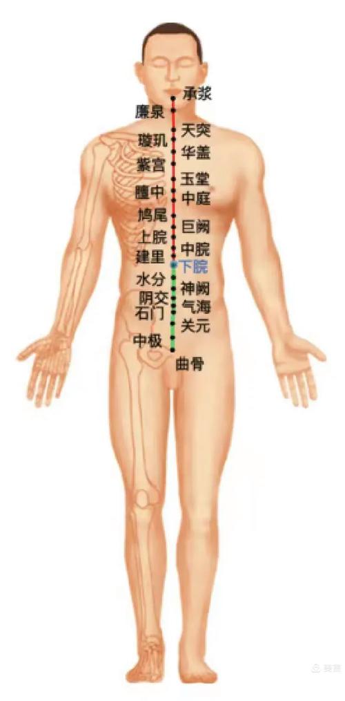 怎样找人体穴位位置