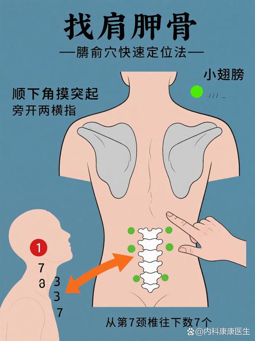 后背肩膀是什么穴位