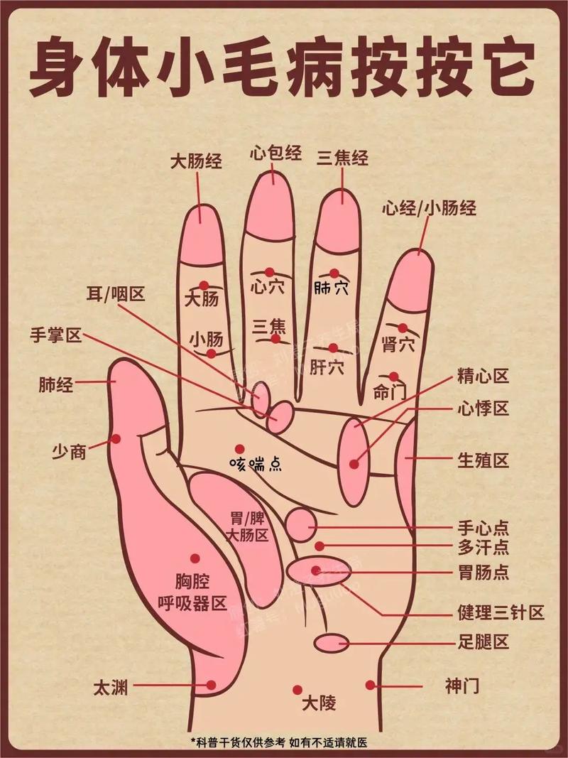 女性左手手背穴位图