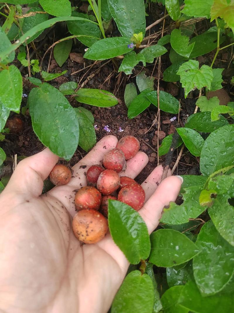 野地瓜果治风湿还是叶