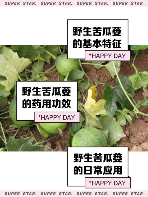 野地瓜果治风湿还是叶