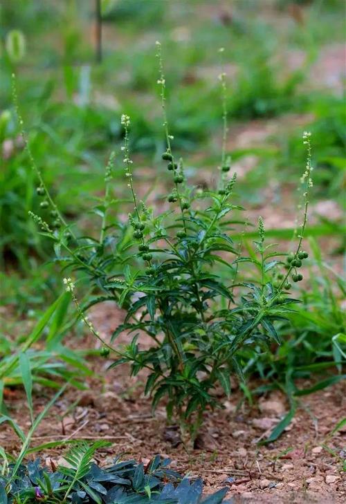 透骨草加什么治疗风湿