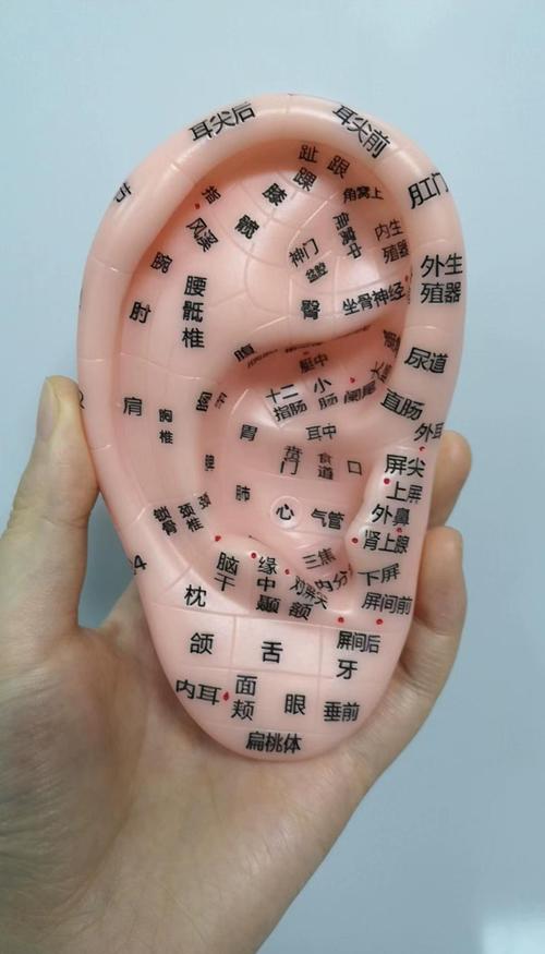 耳朵上都有哪些穴位