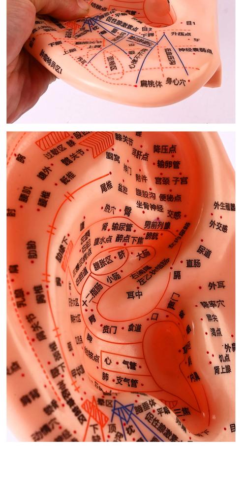 耳朵上都有哪些穴位