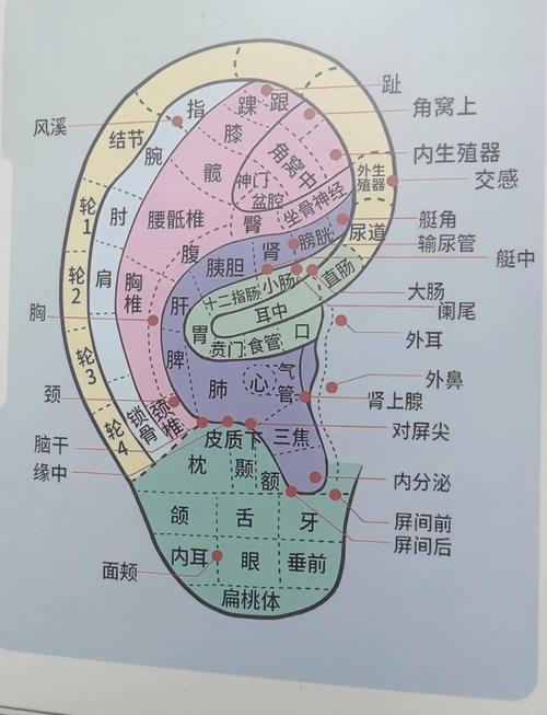 耳朵上面有多少穴位