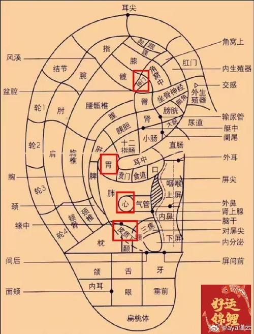 耳朵上面有多少穴位