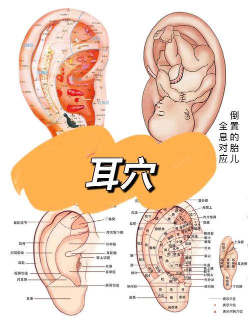 耳朵听不清艾灸穴位
