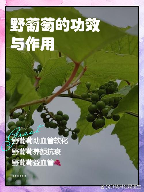 有风湿的人能吃葡萄吗