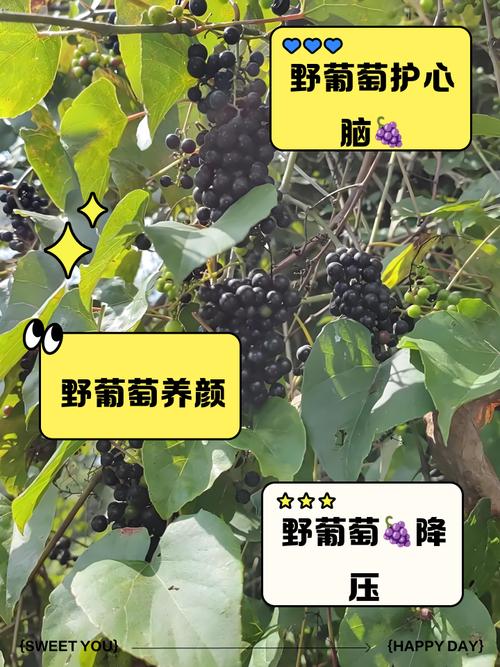 有风湿的人能吃葡萄吗